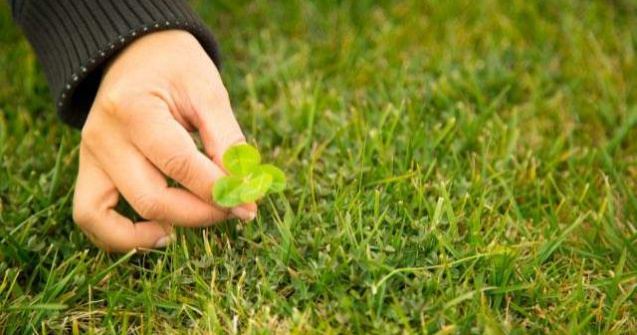  Top  Incearca-ti norocul! Cate lucruri stii despre trifoiul cu patru foi?