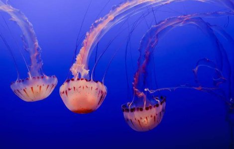  Top  Ucid 700.000 persoane pe an. TOP 10 cele mai periculoase animale