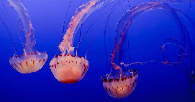  Top  Ucid 700.000 persoane pe an. TOP 10 cele mai periculoase animale