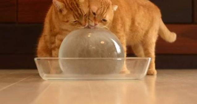  Video  10 pisici si o minge de gheata: clipul amuzant al zilei