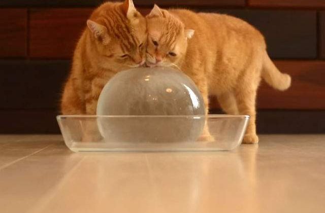 [VIDEO] 10 pisici si o minge de gheata: clipul amuzant al zilei