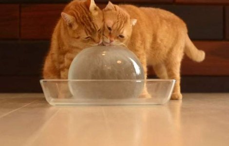  Video  10 pisici si o minge de gheata: clipul amuzant al zilei