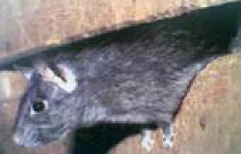 'Moartea neagra' revine