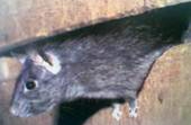 'Moartea neagra' revine