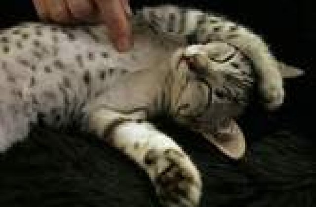 Animalele de companie vor face sex doar pe bani