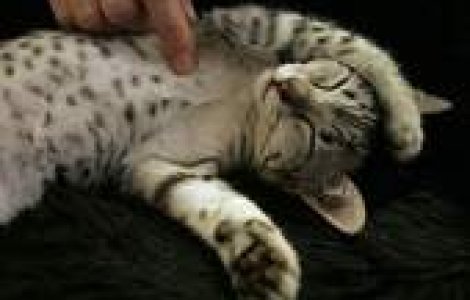 Animalele de companie vor face sex doar pe bani