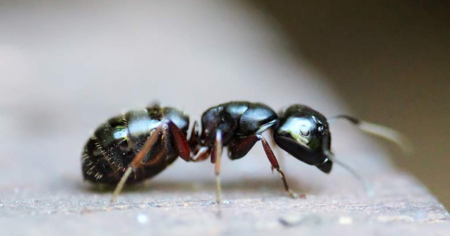 Studiu: Peste 60% dintre furnici sunt inactive