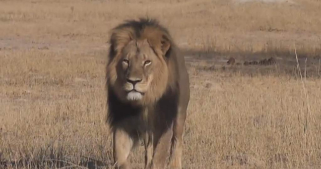  Video  Stomatologul american care l-a ucis pe Cecil isi cere scuze