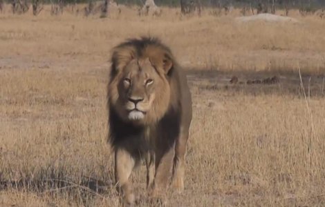  Video  Stomatologul american care l-a ucis pe Cecil isi cere scuze