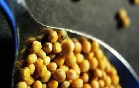  Top  Partile ascunse ale unui aliment banal: Cat de sanatos este MUSTARUL