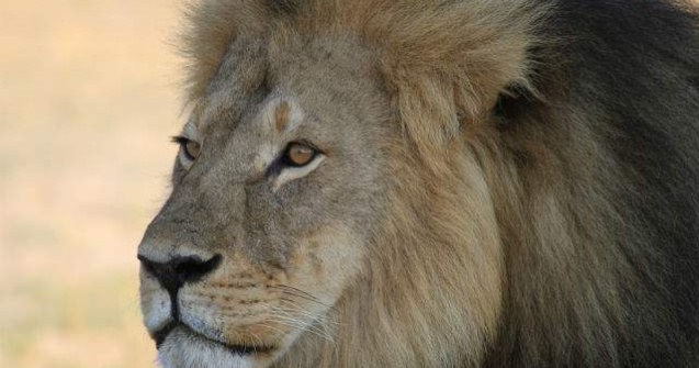  Video  Raspunsul lui Jimmy Kimmel la uciderea leului Cecil