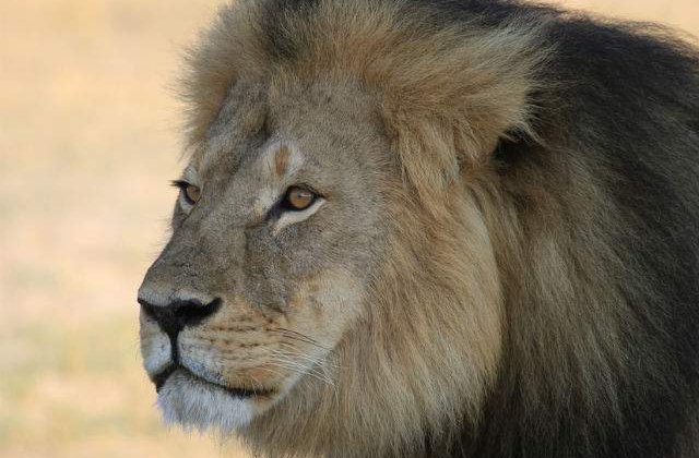 [VIDEO] Raspunsul lui Jimmy Kimmel la uciderea leului Cecil