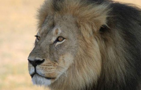  Video  Raspunsul lui Jimmy Kimmel la uciderea leului Cecil