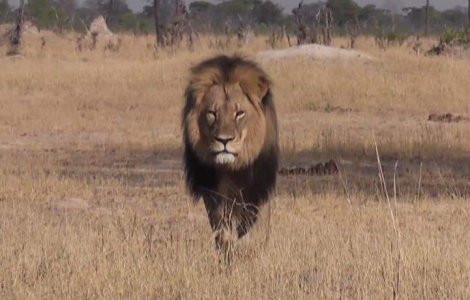 Fratele leului Cecil, ucis ilegal in Zimbabwe