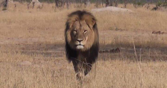 Fratele leului Cecil, ucis ilegal in Zimbabwe