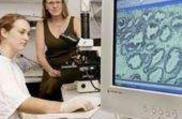 Omul vaca va fi creat in Marea Britanie