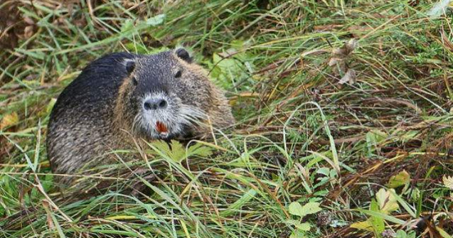 Arad: Castorii au repopulat teritoriile de pe Mures