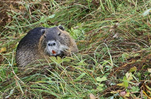 Arad: Castorii au repopulat teritoriile de pe Mures, dupa 200 de ani de la disparitia din tara