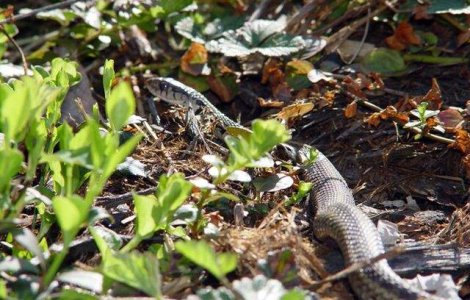 Trei suceveni au fost muscati de serpi. Stocul de ser antiviperin al SJU Suceava, epuizat