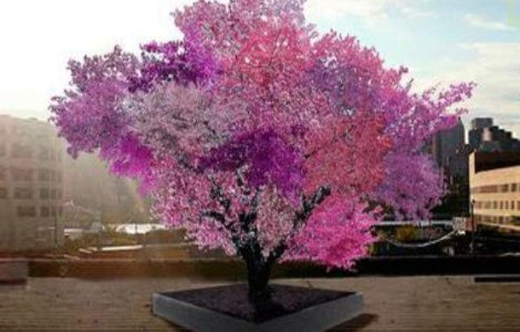  Video  Superb! In acest copac cresc 40 de fructe diferite