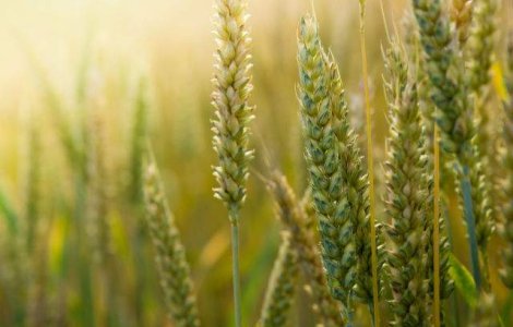 Baciu, LAPAR: Seceta va majora preturile produselor romanesti