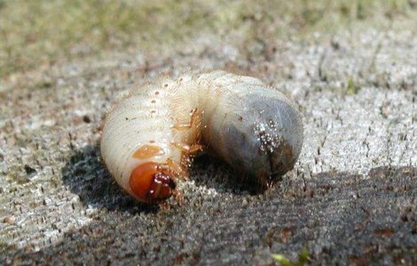  Top   Video  Iti dau FIORI! Cele mai ciudate lucruri scoase din urechi