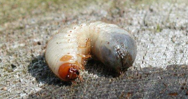  Top   Video  Iti dau FIORI! Cele mai ciudate lucruri scoase din urechi