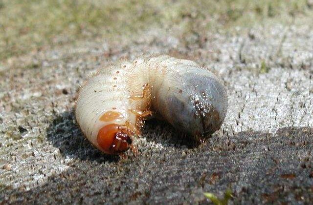 [Video] Iti dau FIORI! Cele mai ciudate lucruri scoase din urechi