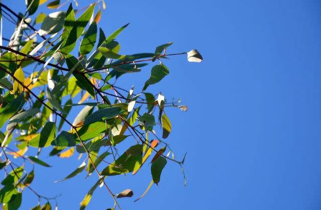 Avertizare meteo de CANICULA la sfarsitul saptamanii