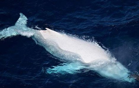  Video  Moment rar: o balena alba surprinsa in apropiere de Queensland, Australia