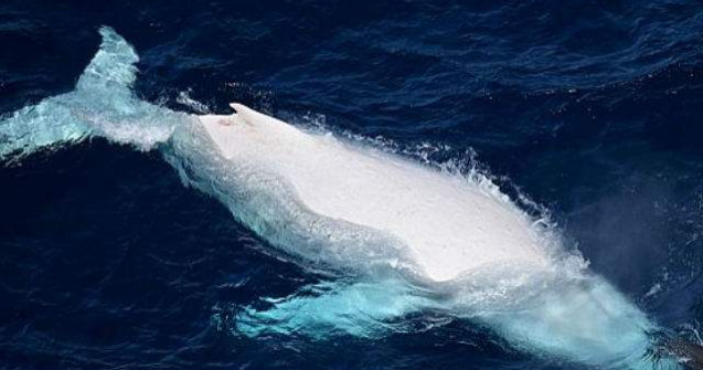Moment rar: o balena alba surprinsa langa Queensland, Australia