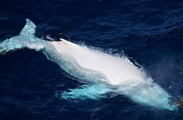 [VIDEO] Moment rar: o balena alba surprinsa in apropiere de Queensland, Australia