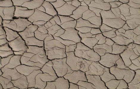 Judetul Timis: Zeci de mii de hectare de culturi agricole, afectate