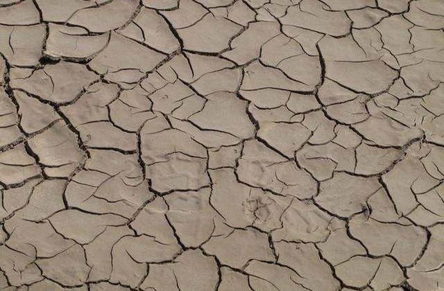 Judetul Timis: Zeci de mii de hectare de culturi agricole, afectate de seceta