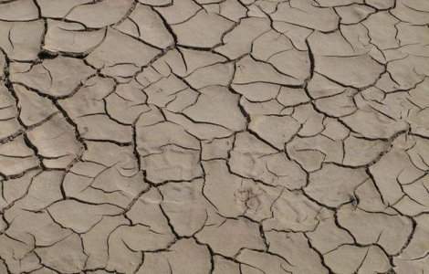 Judetul Timis: Zeci de mii de hectare de culturi agricole, afectate de seceta
