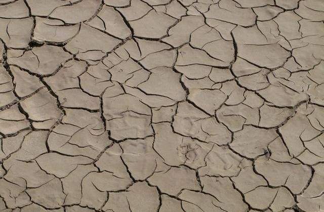 Judetul Timis: Zeci de mii de hectare de culturi agricole, afectate de seceta