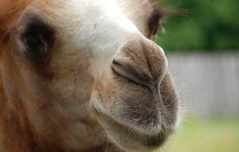  Top  Faceti cunostinta cu cele mai SIMPATICE animale care va vor face ziua mai buna