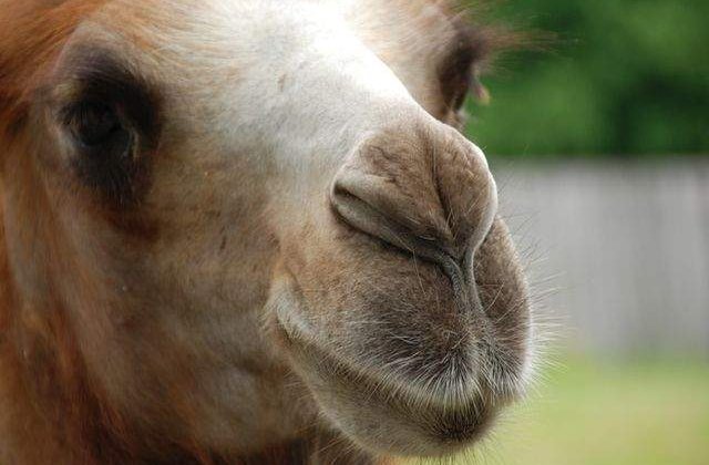 Faceti cunostinta cu cele mai SIMPATICE animale care va vor face ziua mai buna