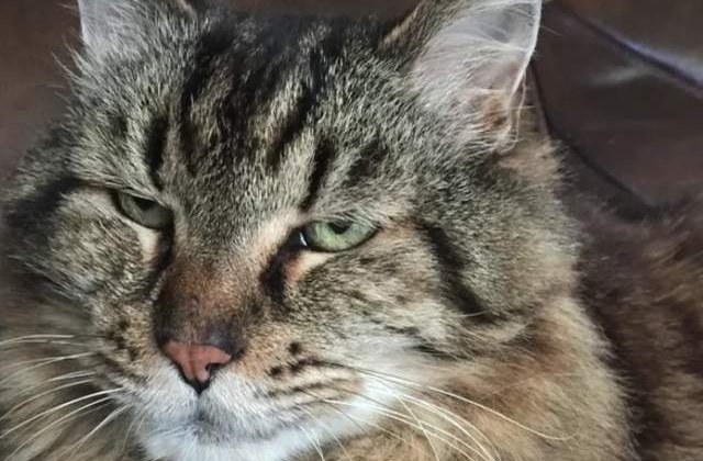 [Video] Record mondial: Corduroy, cea mai batrana felina de acest tip in viata