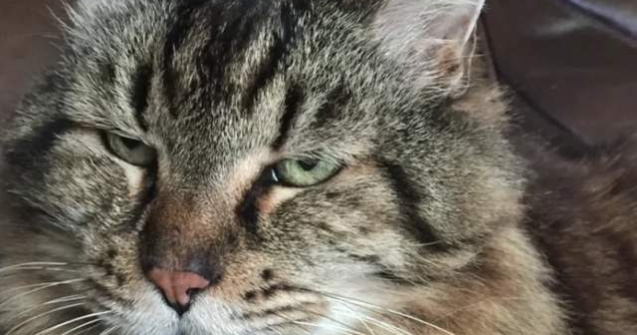  Video  Record mondial: Corduroy, cea mai batrana felina de acest tip in viata