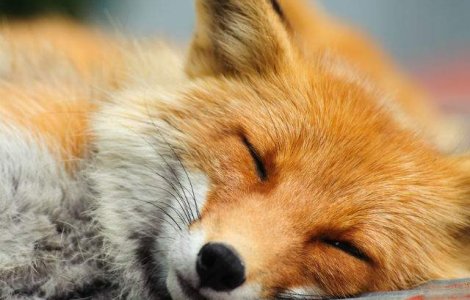 O vulpe, surprinsa dormind la fereastra unui apartament din Londra