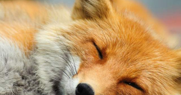 O vulpe, surprinsa dormind la fereastra unui apartament din Londra