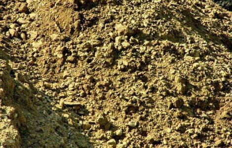 Studiu: Ramasitele fosilizate ale celei mai vechi flori din lume, descoperite in Spania