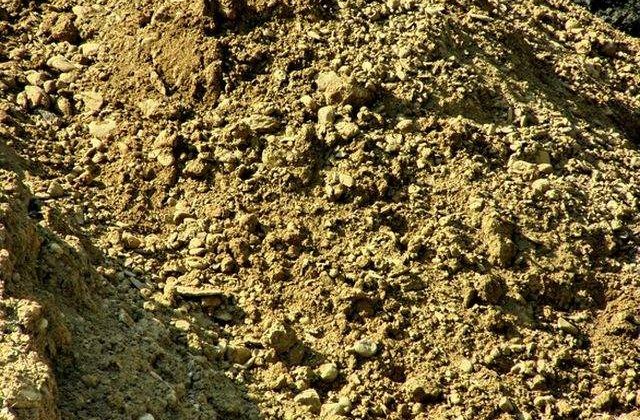 Studiu: Ramasitele fosilizate ale celei mai vechi flori din lume, descoperite in Spania