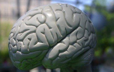 SUA: Primul creier uman aproape complet format, obtinut in laborator