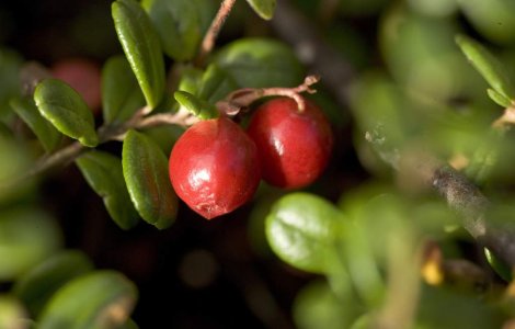 Studiu: Fructele de merisor, o arma eficienta impotriva cancerului de colon