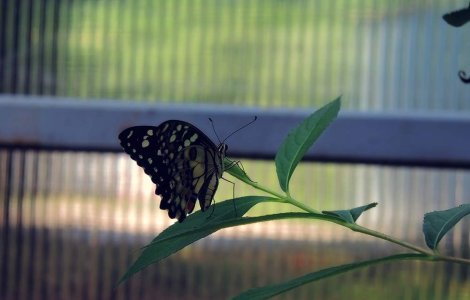  Top  Culorile prind aripi: Expozitie fascinanta de fluturi tropicali vii