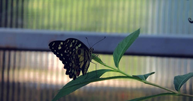  Top  Culorile prind aripi: Expozitie fascinanta de fluturi tropicali vii