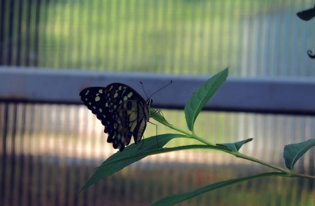 [Foto] Unde culorile prind aripi: Cei mai frumosi fluturi tropicali, intr-o expozitie fascinanta
