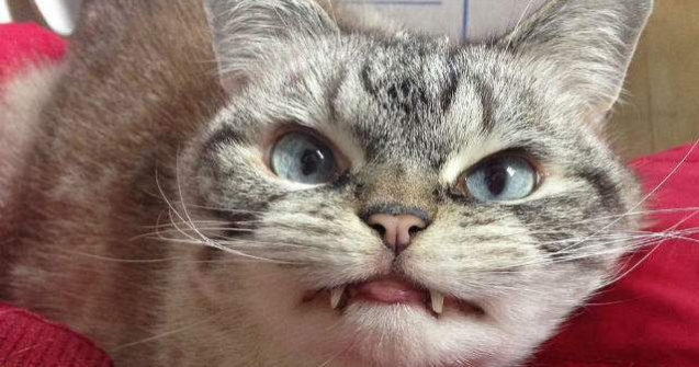  Foto  Aceasta este Loki, pisicuta-vampir cu privire malefica